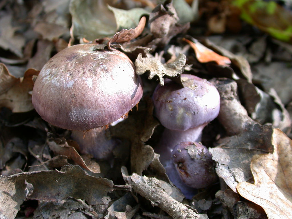 Cortinarius sp.